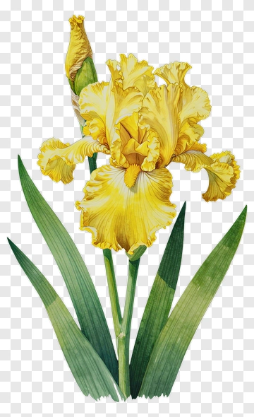 Yellow Iris Flower PNG