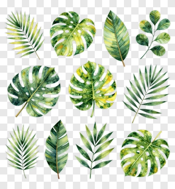 Collection Of Green Leaves PNG