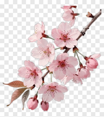 Cherry Blossom Branch With Pink Flowers PNG