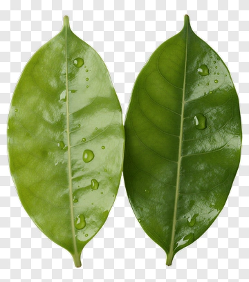 Green Leaves With Water Droplets PNG