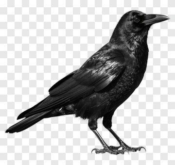 Black Raven Standing PNG