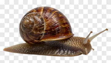 Realistic Snail With A Spiral Shell PNG