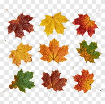 Colorful Collection Of Autumn Leaves PNG