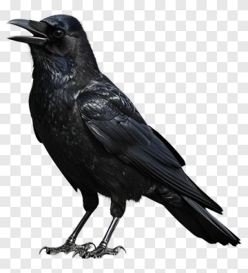 Realistic Black Raven PNG