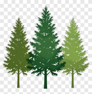 Group Of Three Pine Trees PNG