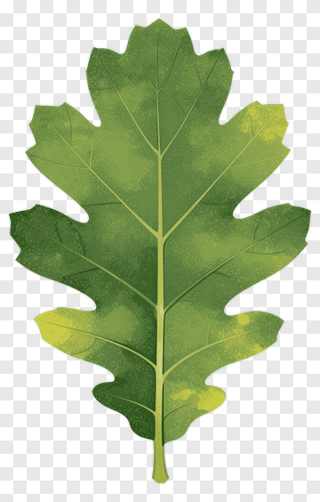 Green Oak Leaf PNG