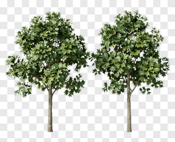 Tree With Green Leaves PNG
