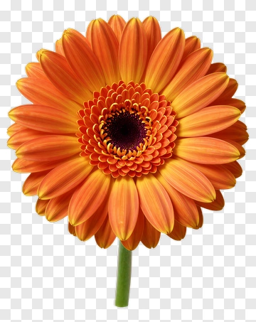 Orange Gerbera Flower PNG