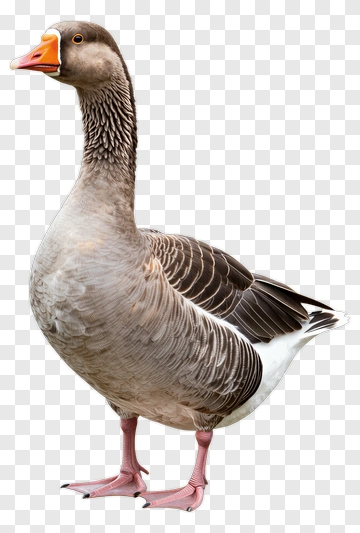 Goose Standing On Two Legs PNG
