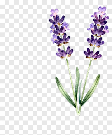 Watercolor Lavender Flowers PNG