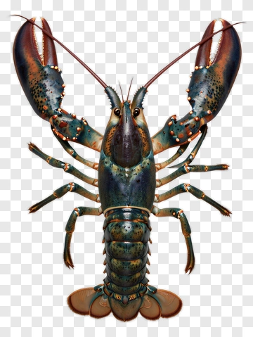 Realistic Lobster With Detailed Features PNG