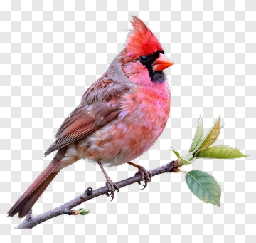 Northern Cardinal Perched On A Branch PNG