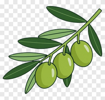 Green Olive Branch With Leaves PNG