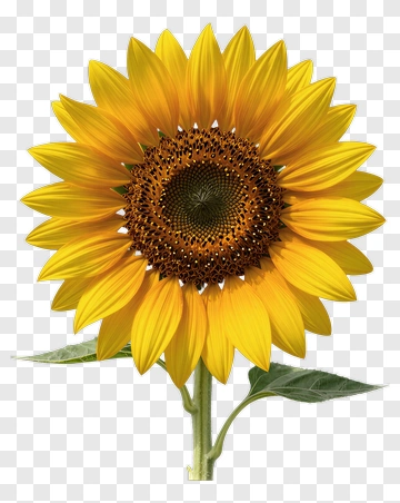 Sunflower PNG