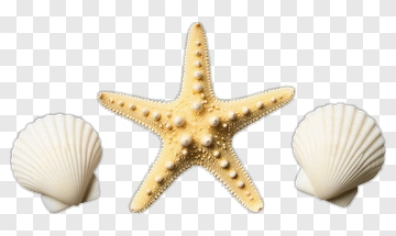Starfish Surrounded By Seashells PNG