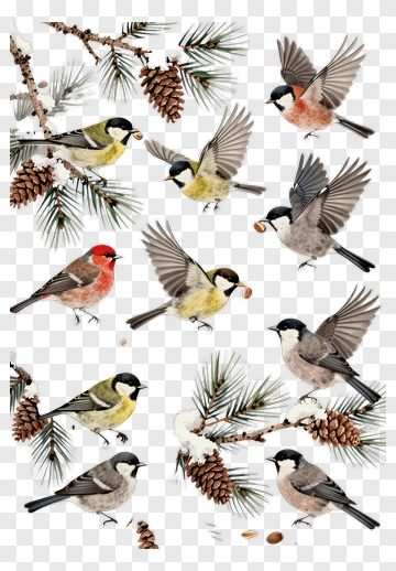 Birds On Pine Branches With Pine Cones PNG