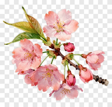 Colorful Cherry Blossom Branch PNG