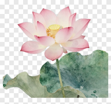 Watercolor Lotus Flower PNG