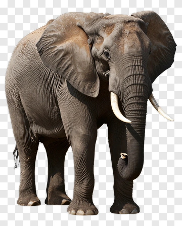 Elephant Standing In Natural Pose PNG