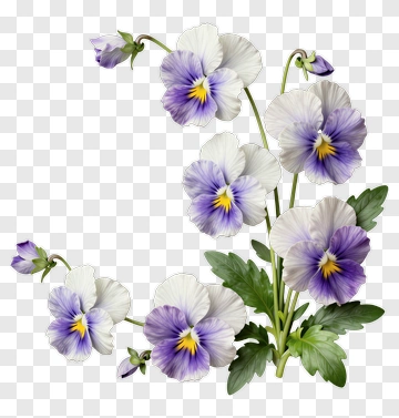 Pansy Flowers With Purple And Yellow Accents PNG