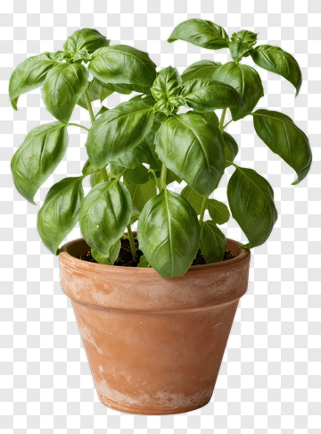 Basil Plant In Terracotta Pot PNG