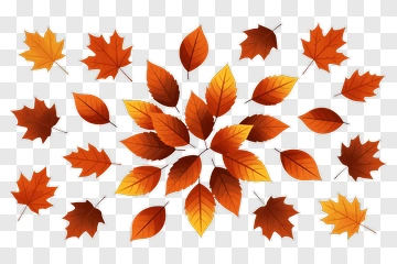 Colorful Autumn Leaves Arrangement PNG