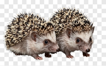 Hedgehogs Together PNG
