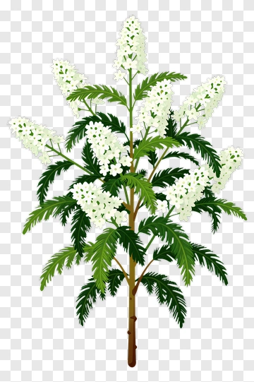 Flowering Plant With White Blossoms PNG