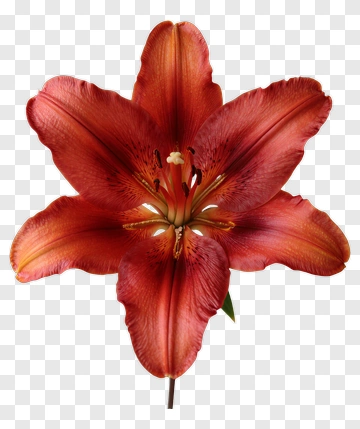 Red Lily Flower PNG