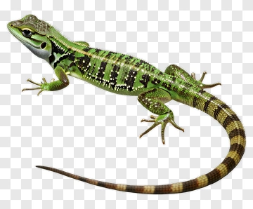 Green Lizard With Stripes PNG