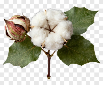Cotton Plant With Leaves PNG