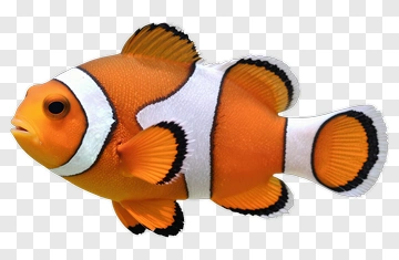 Clownfish Swimming In Water PNG