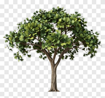 Realistic Tree With Green Leaves PNG