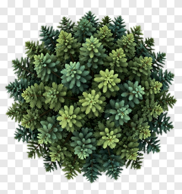 Green Pine Tree Cluster PNG