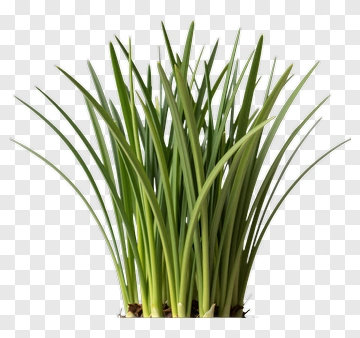 Green Chives Plant PNG