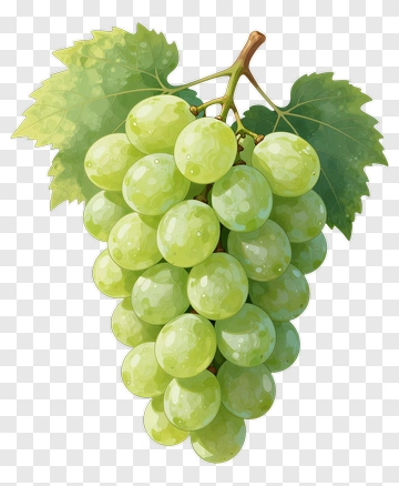 Green Grapes On A Vine PNG