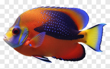 Colorful Angelfish Swimming PNG