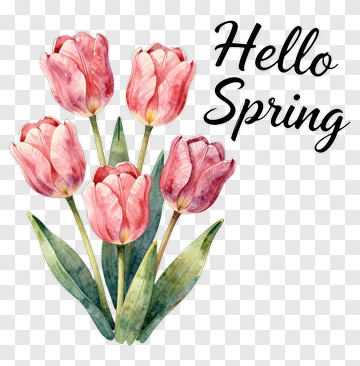 Watercolor Tulips With Hello Spring Text PNG