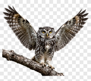 Owl Spreading Wings On A Branch PNG