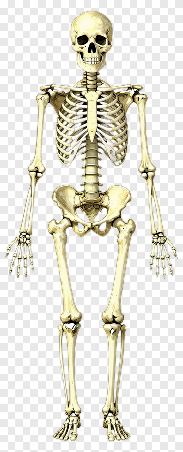 Human Skeleton Illustration PNG
