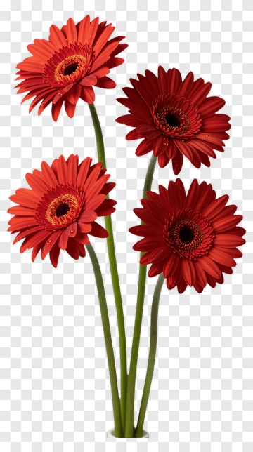 Red Gerbera Daisy Bouquet PNG