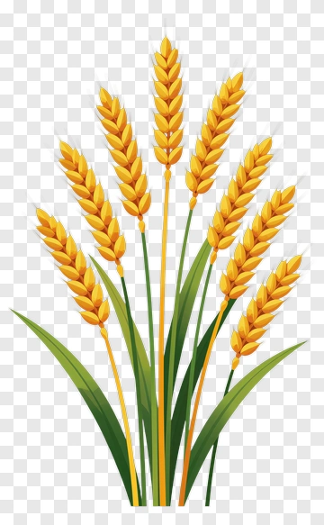 Wheat Stalks With Green Leaves PNG