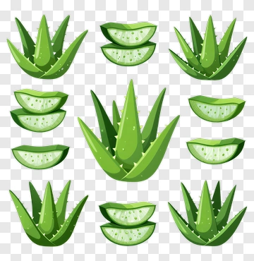 Aloe Vera Plant And Slices PNG