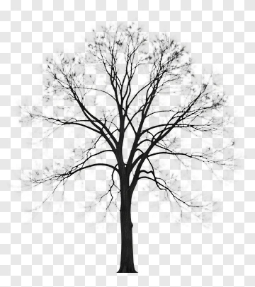 Bare Tree With Branches PNG