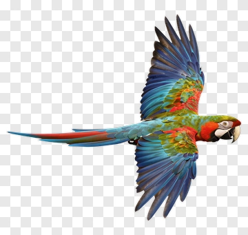 Colorful Macaw Flying PNG
