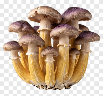 Cluster Of Purple And Yellow Mushrooms PNG
