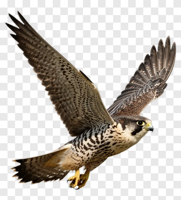 Peregrine Falcon In Flight PNG