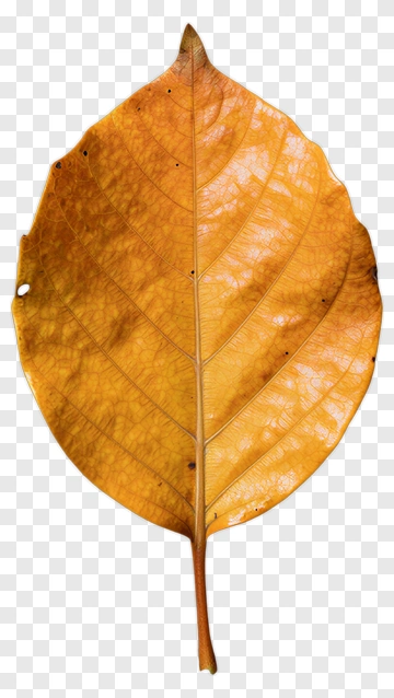 Dry Yellow Leaf PNG