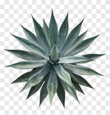 Succulent Plant With Long Green Leaves PNG
