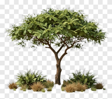 Realistic Tree With Grass And Ferns PNG